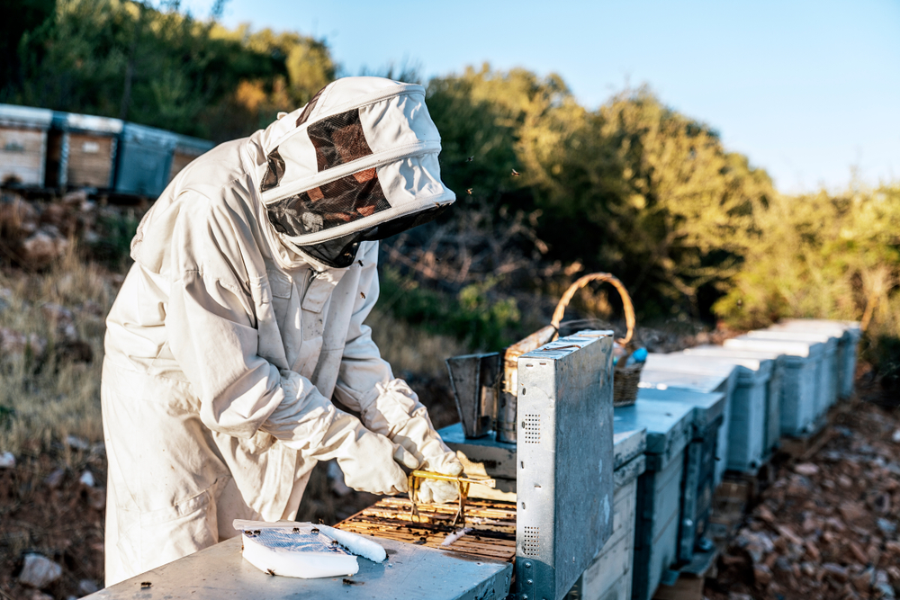 Aprende a evitar la enjambrazon